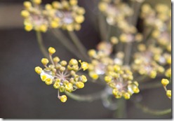 IMG_1780