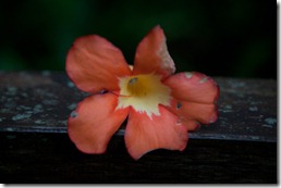 IMG_6244