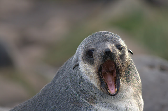 http://lh3.ggpht.com/_Y4aOa8bggGg/SbxIdMRaX3I/AAAAAAAAB6s/vMI-YDKPNyY/s640/Otarie%20%C3%A0%20fourrure%20subantarctique.jpg