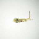 Gecko
