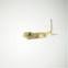 Gecko