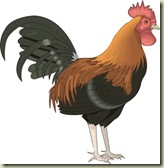 cock3