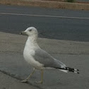 Seagull