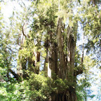 Big Cedar Tree 01.jpg