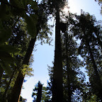 Redwood NP 01.jpg