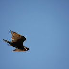 IMG_7110.JPG