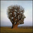 head head