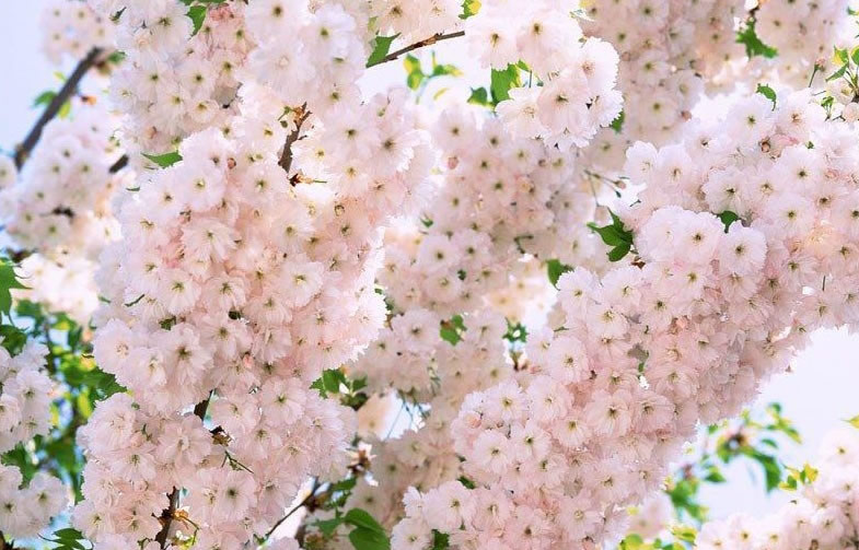 樱花