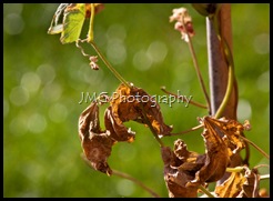 strawberry 050 (800x583)