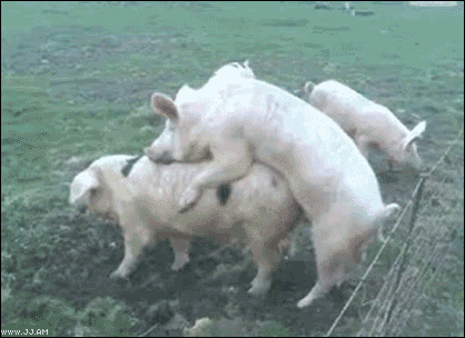 gifs_04