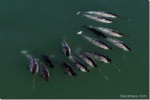 Pod of Narwhals