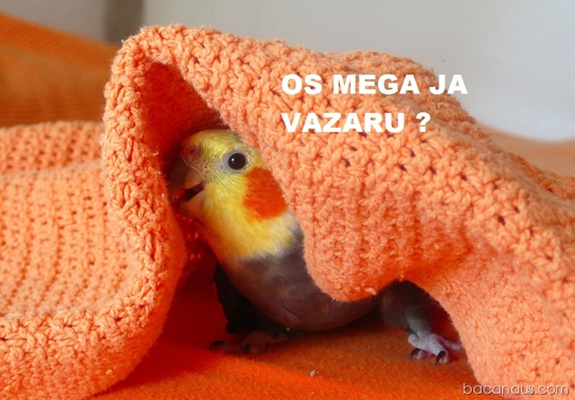 [bacanaus-imagem-do-dia (13)[3].jpg]