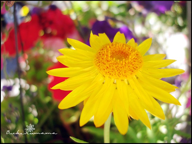 Yellow-flower