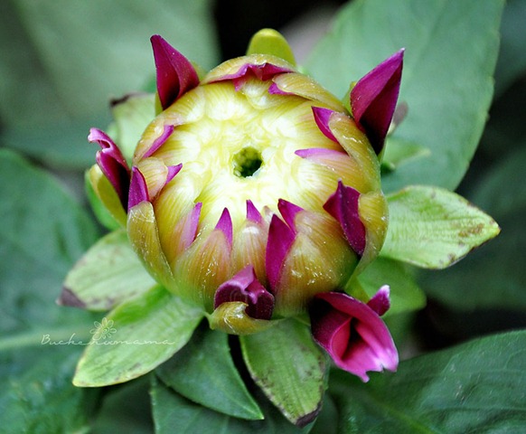 [Chrysanthemum-bud[1].jpg]