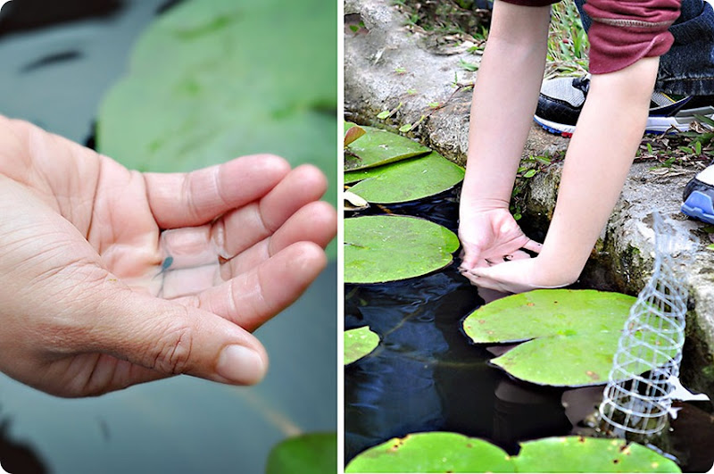 Catching-tadpoles