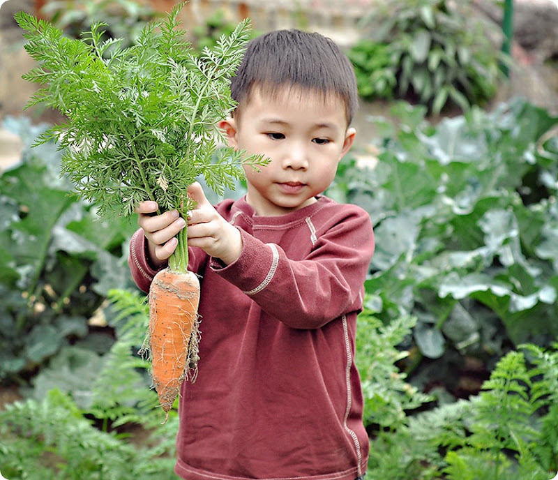 Josh-Carrots
