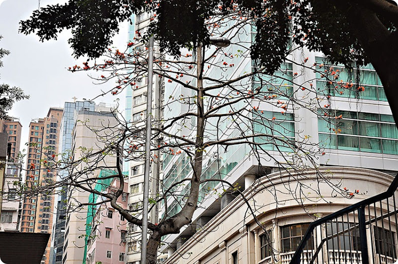 Trees-and-buildings