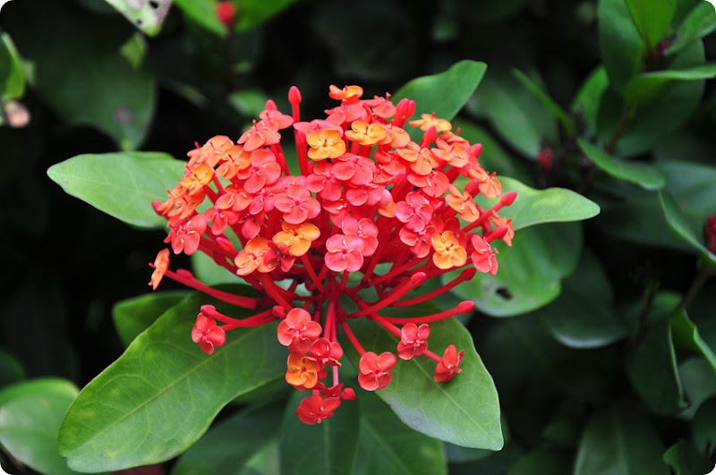 DSC_0576 DSC_0576