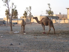 Al Asraq Jordanie (1) Al Asraq Jordanie (1)