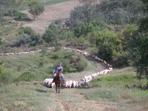 Marioherding