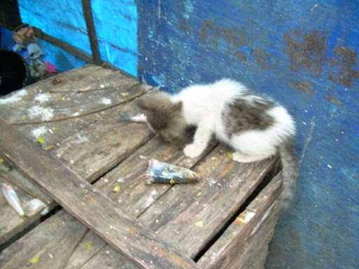 indian pussy pics