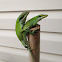 Carolina Anole