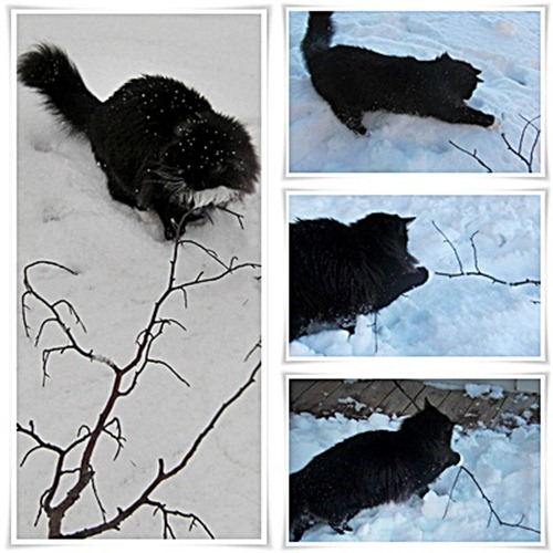 molly m pinne_2 molly m pinne_2