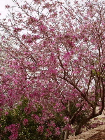 [OrchidTree5.jpg]