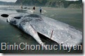 Điểm mặt thủy quái ghê rợn nhất thế giới