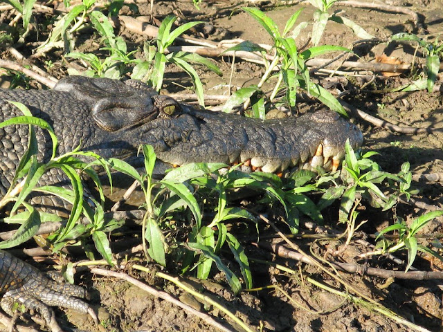 Estuarine Crocodile
