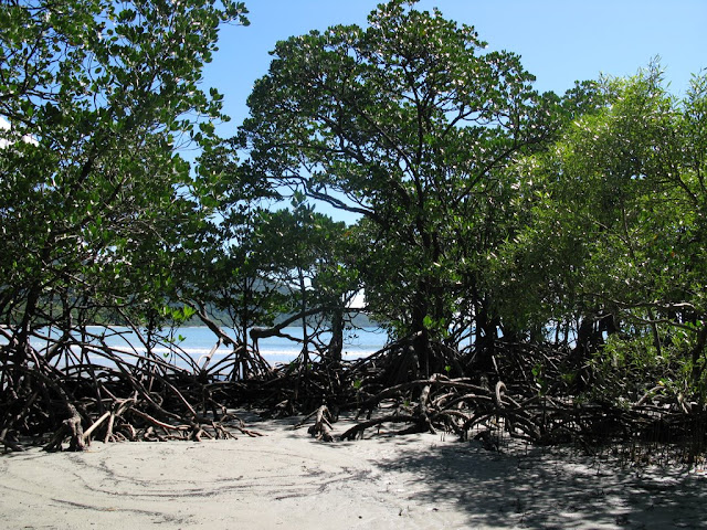 Cape Tribulation - mangrove