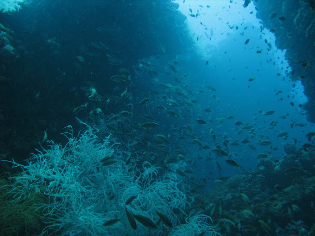 SS Yongala