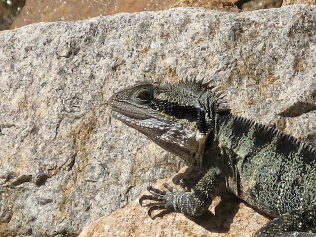 Brisbane River - Water Dragon