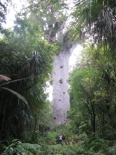 New Zealand - Tane Matuha [Kauri at Waipoua Forest Conservation Estate]