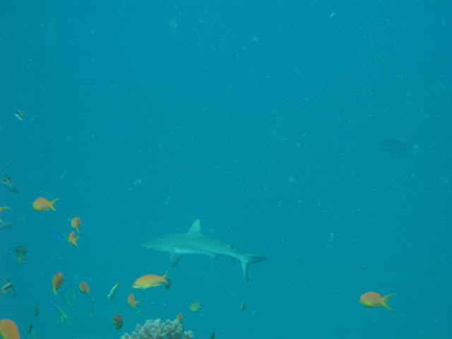 Hienghene - Black Tip Reef Shark