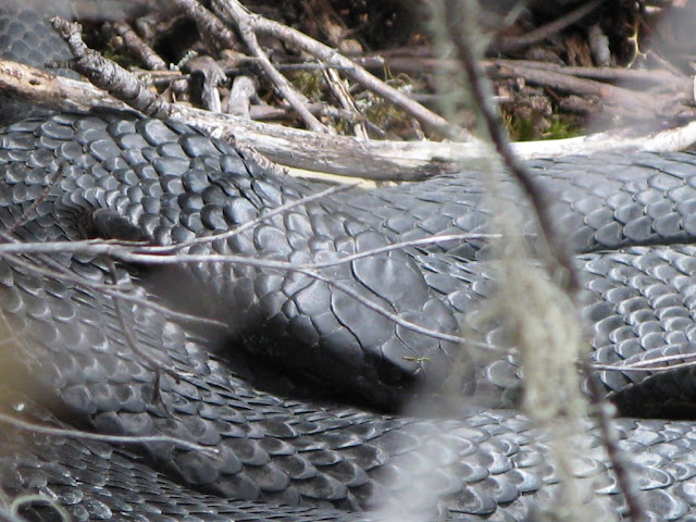 Tiger Snake