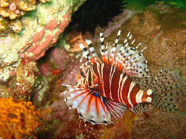 Fish Rock Cave - Zebra Lionfish