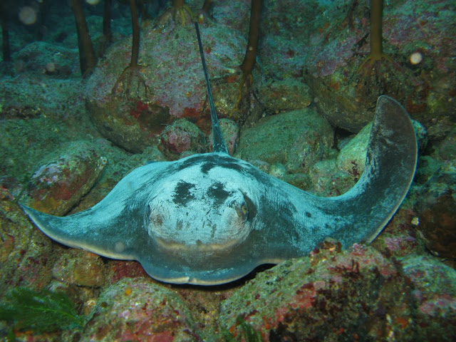 Eagle Ray