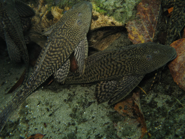 Orinoco Sailfin Catfish - Wekiwa Springs