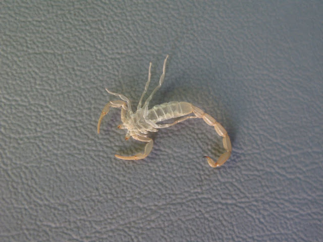 Scorpion - Lake Louisa State Park