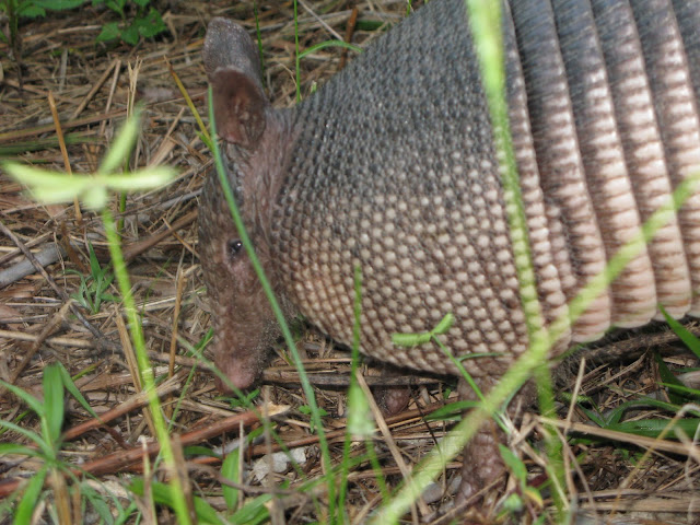 Honeymoon State Park - Armadillo