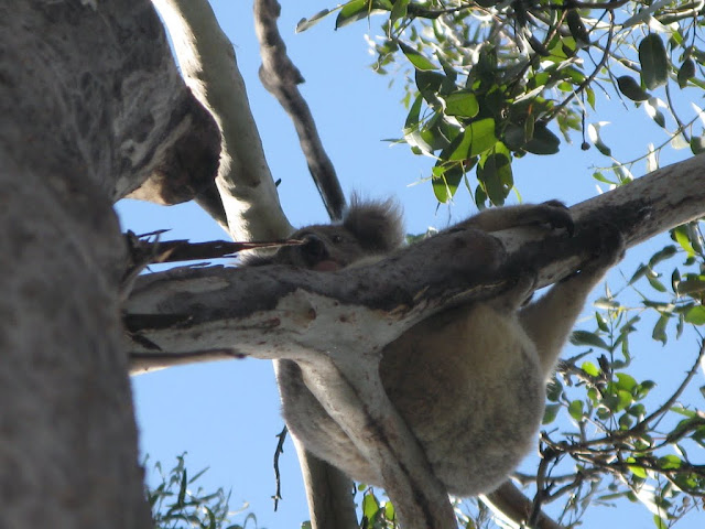 AU -  Great Otway National Park - Koala