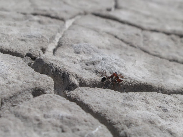 AU - Coorong  National Park -  Pipe Clay Lake - Bull Ants