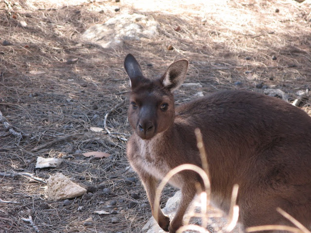 AU - Kangaroo Island - Cape Borda - Kangaroo Island endemic Kangaroo