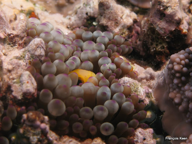 Tonga - Anemone fish