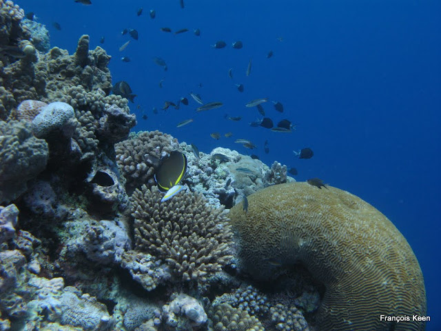 Tonga - underwater