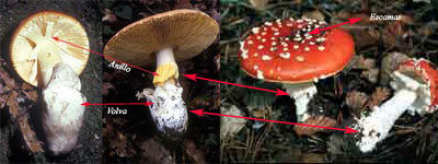 picture Orden Agaricales google sites