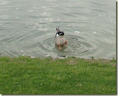 upsideduck