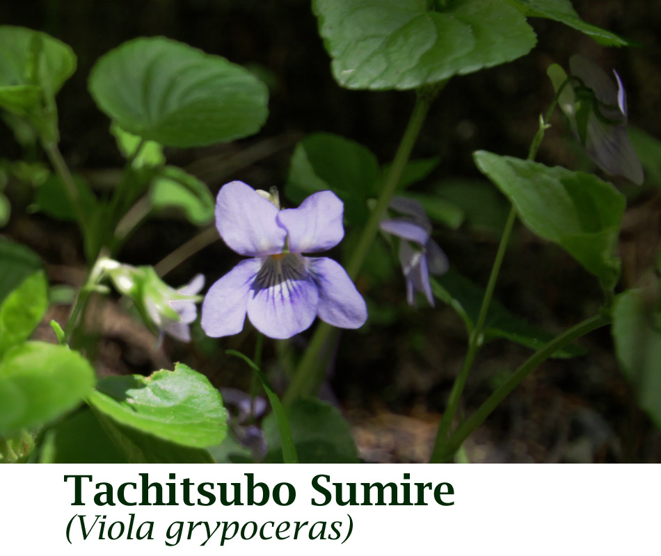 [Tachitsubo Sumire Viola grypoceras_1326.jpg]