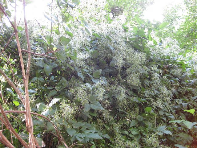 Clematis